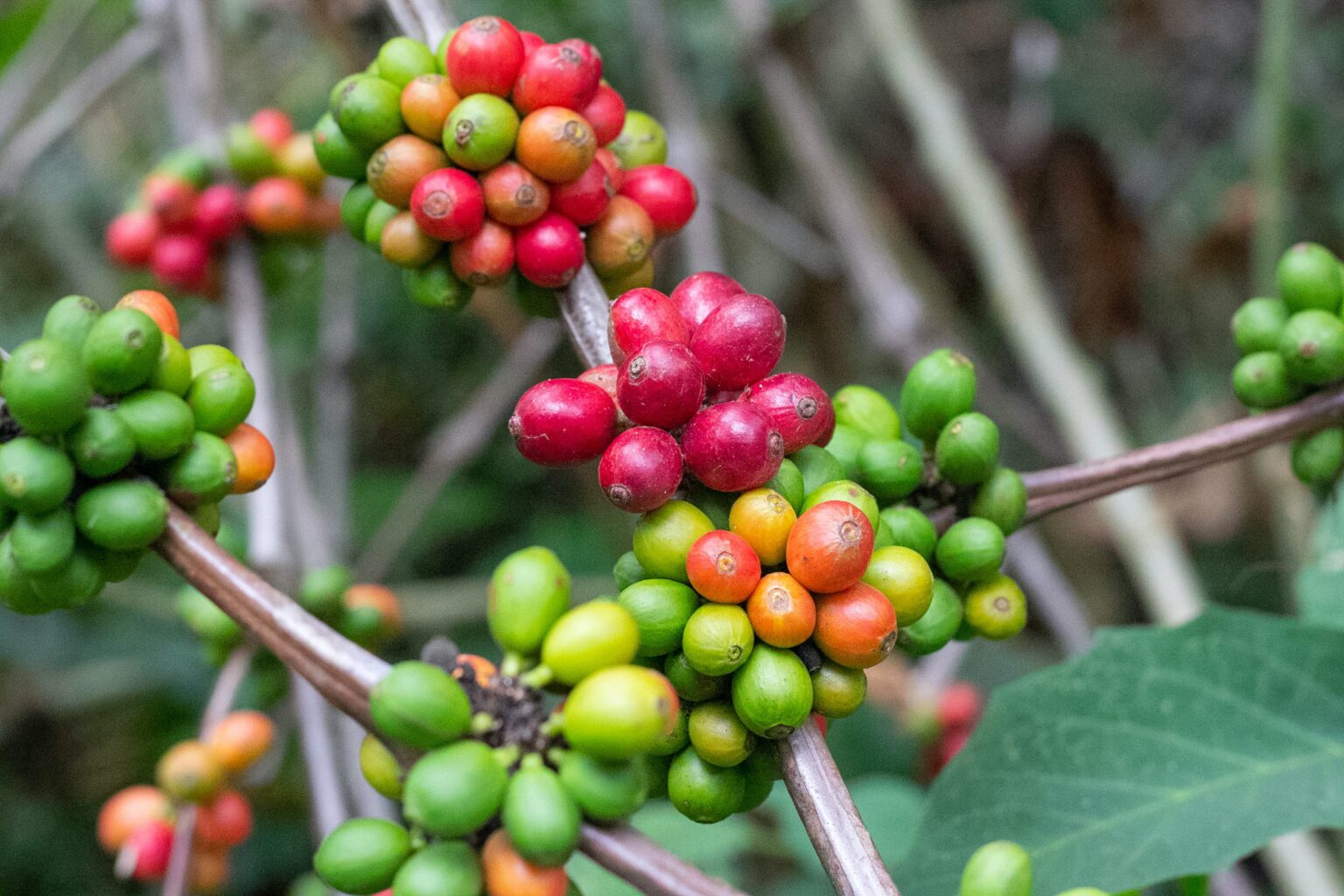 Finca de Garces' Bourbon Varietal: From French Missionaries to Your Cup