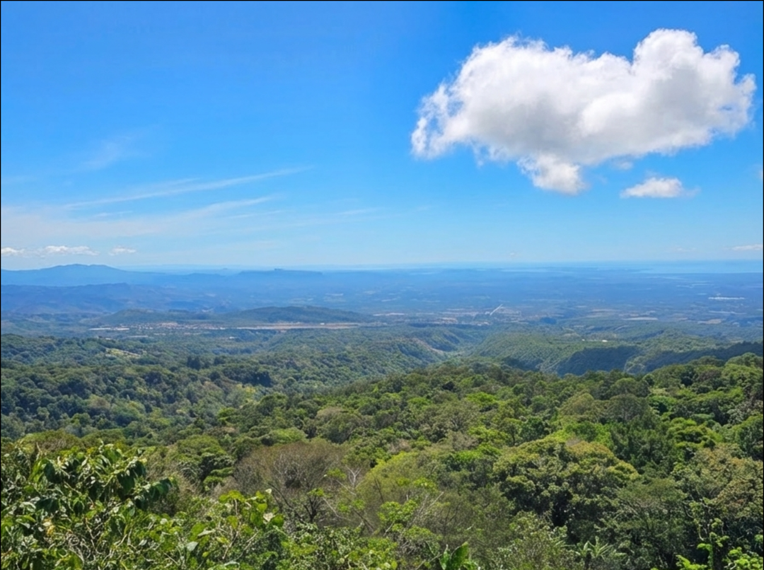 Panama Gesha Coffee (Washed): Two Farms, One Idea