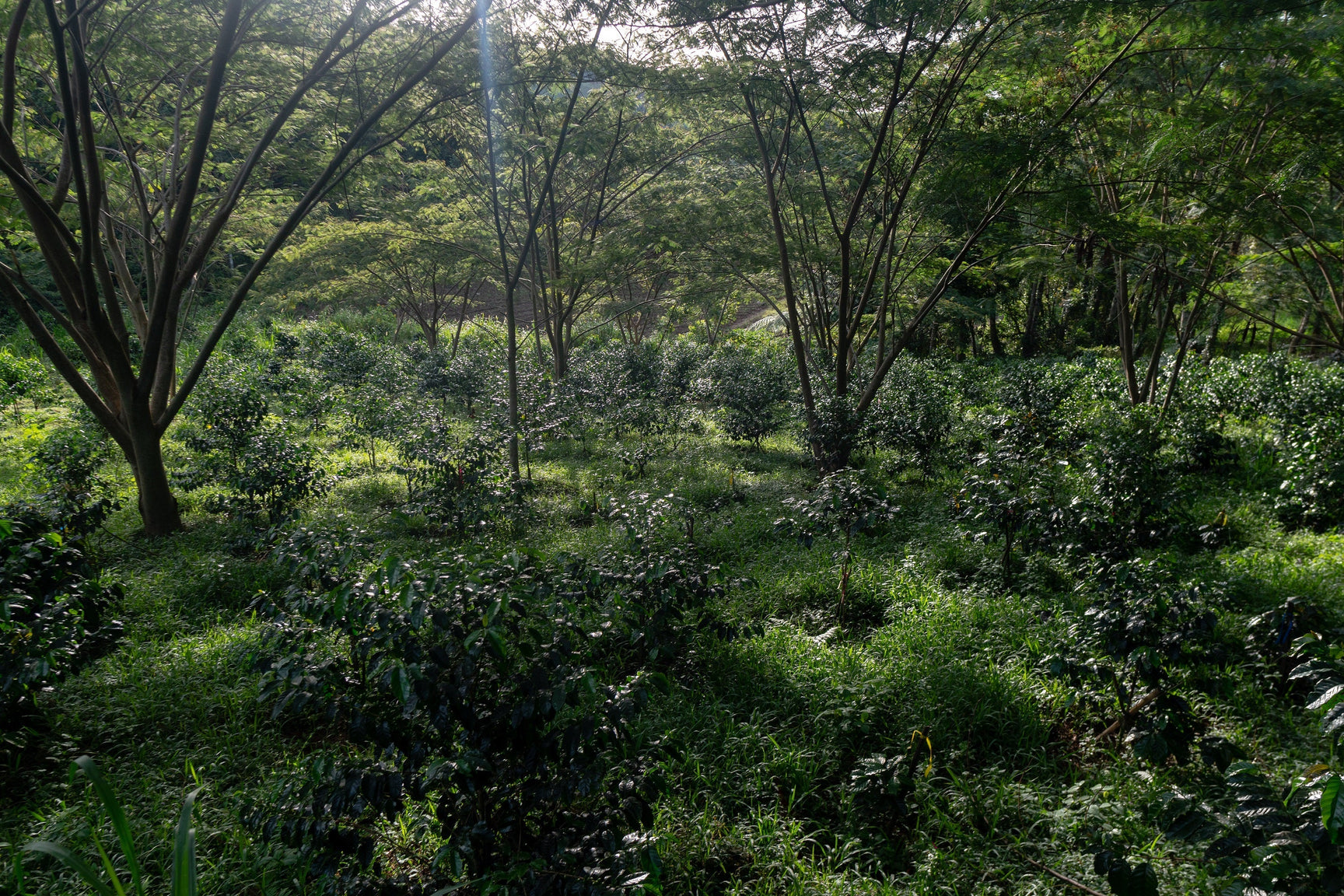 Finca de Garces' Sarchimor: Cultivating A Rare Varietal in Philippine Soil