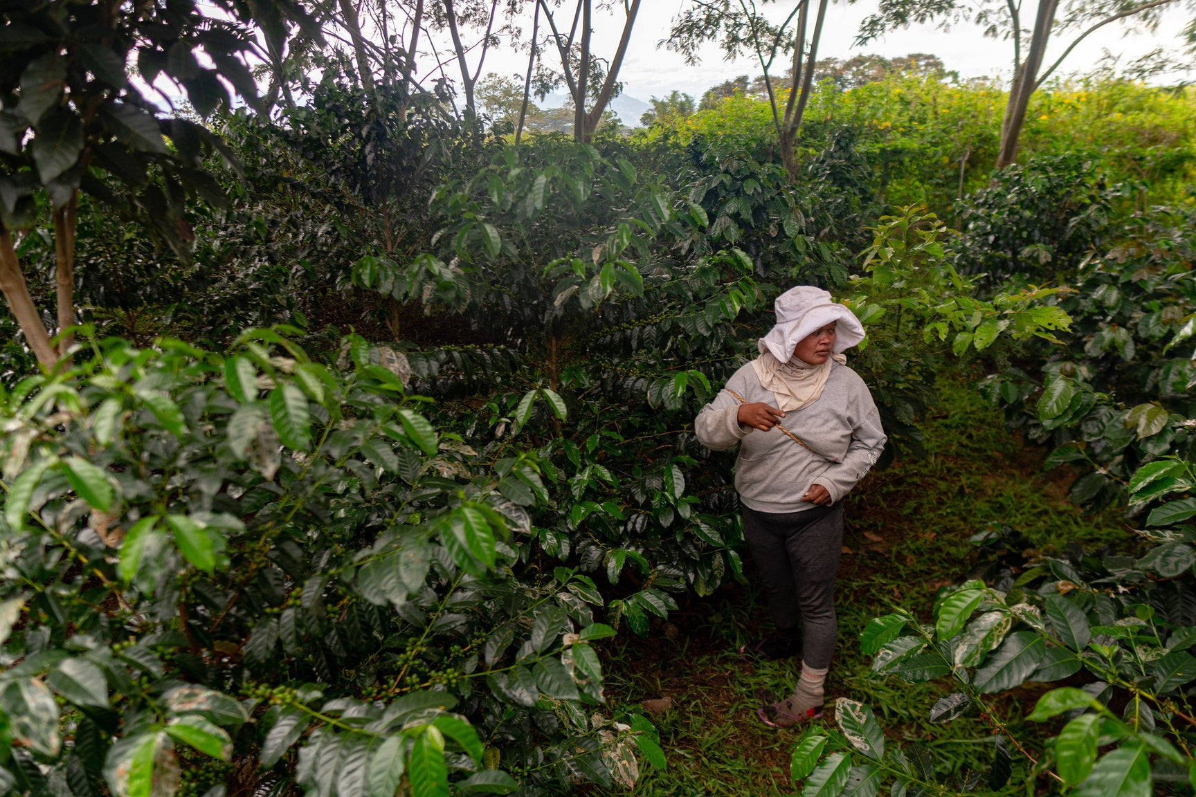Exploring the Magic of Finca de Garces: Varietals and Beyond