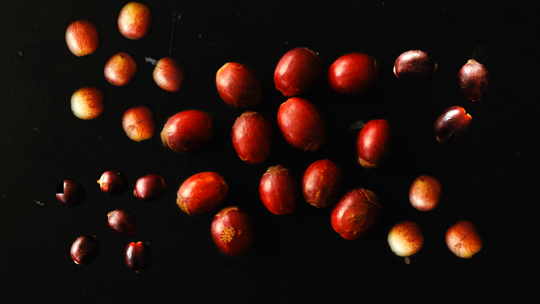 Why Barako Tastes Bitter: And How One Farmer Changed That