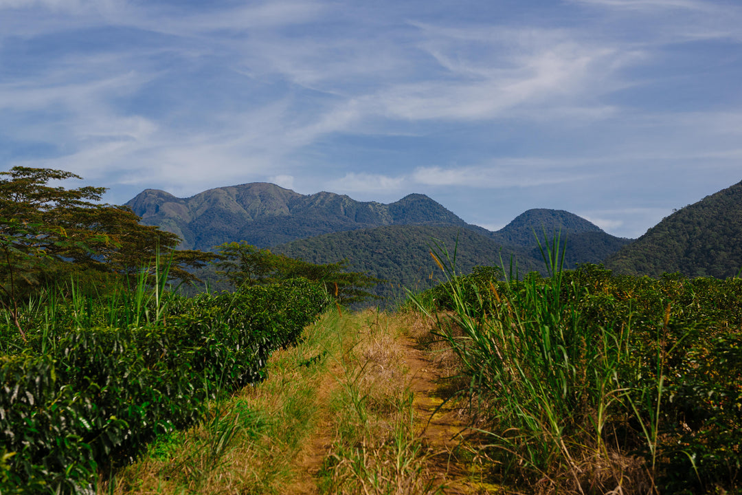 Finca de Garces: Ethiopian Genetics and Three Years of National Recognition from the Slopes of Mt. Kalatungan