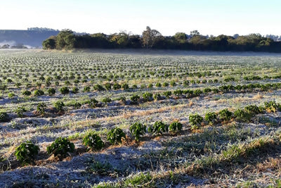 How The Brazil Coffee Shortage Is Affecting Your Brew