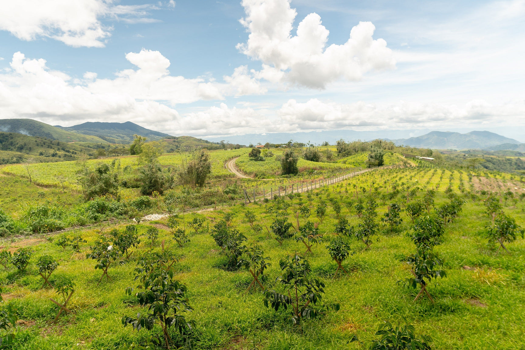 Finca de Garces' Typica Varietal: Not Your Typical Coffee