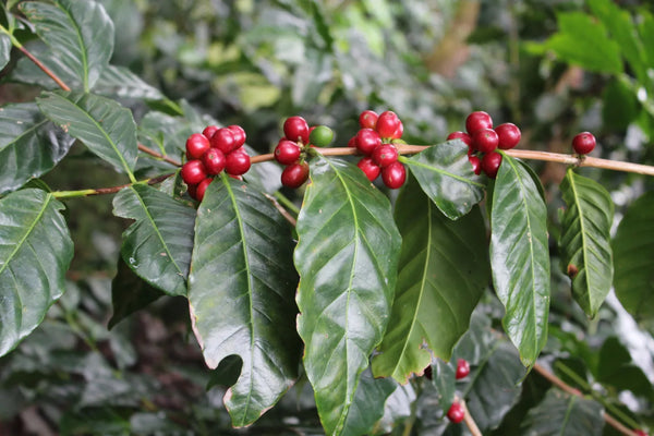 General Coffee Knowledge