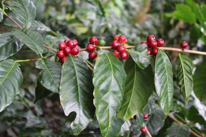 General Coffee Knowledge