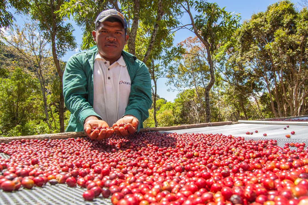 Panama Finca Deborah Gesha Echo